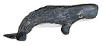 Sperm whale calf.jpg